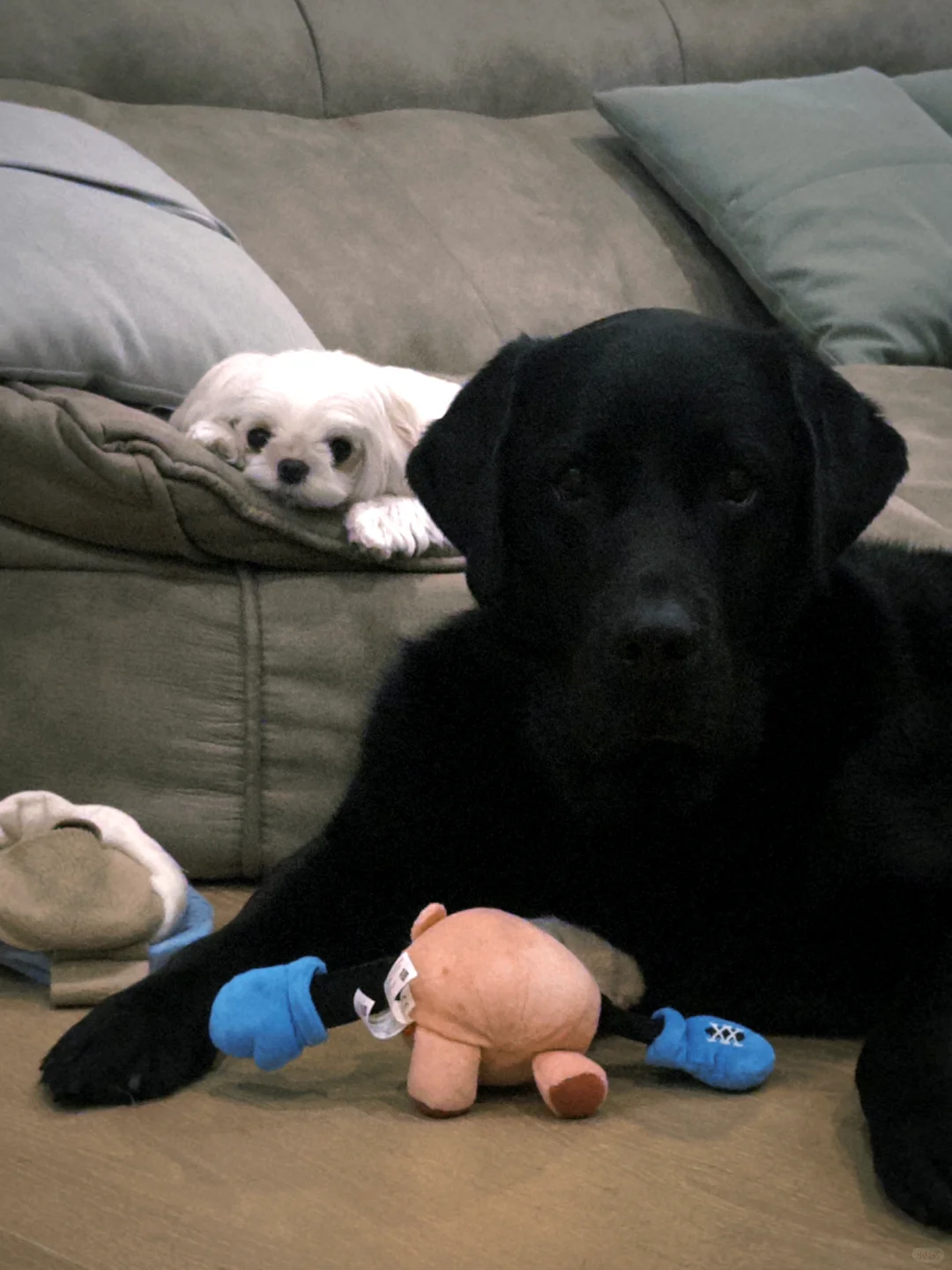 我和我的mini狗朋友