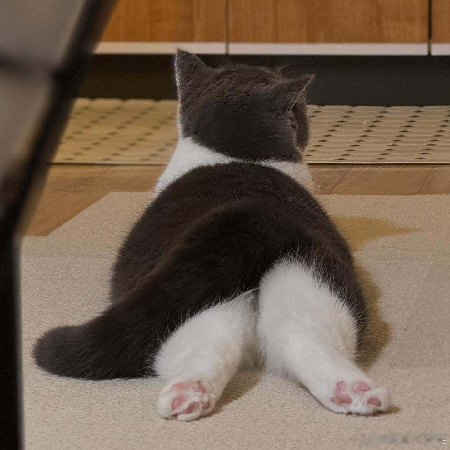 被小猫咪背影萌晕🐾🥰cr：coaaka ​​​