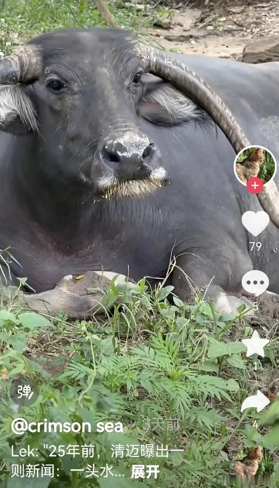 二十多年前，清迈曝出一则消息， 一头水牛，从屠宰场，拼死逃脱 。当时它浑身是血，