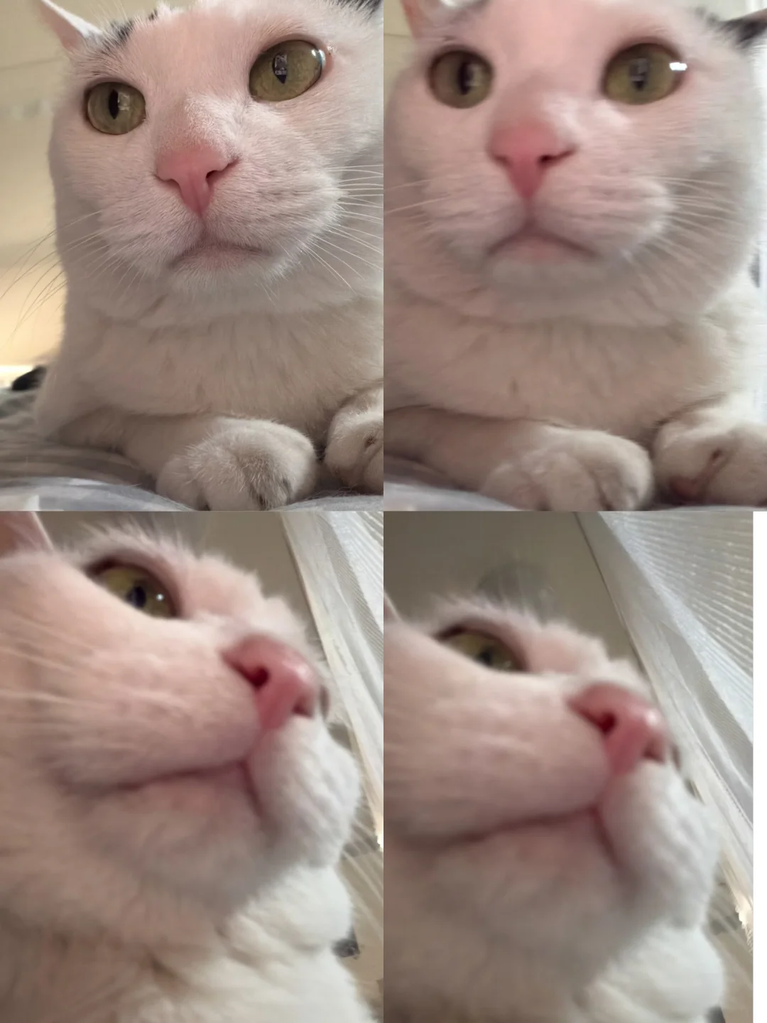 走远点啊，闻到小猫味儿了