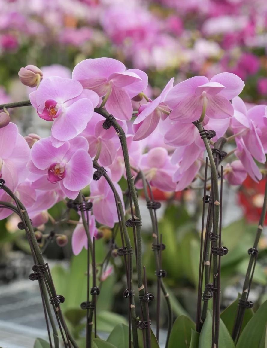 【为什么女人遇见喜欢的男人会撒娇，不喜欢的会发飙；男人遇见喜欢的女人会主动花钱，