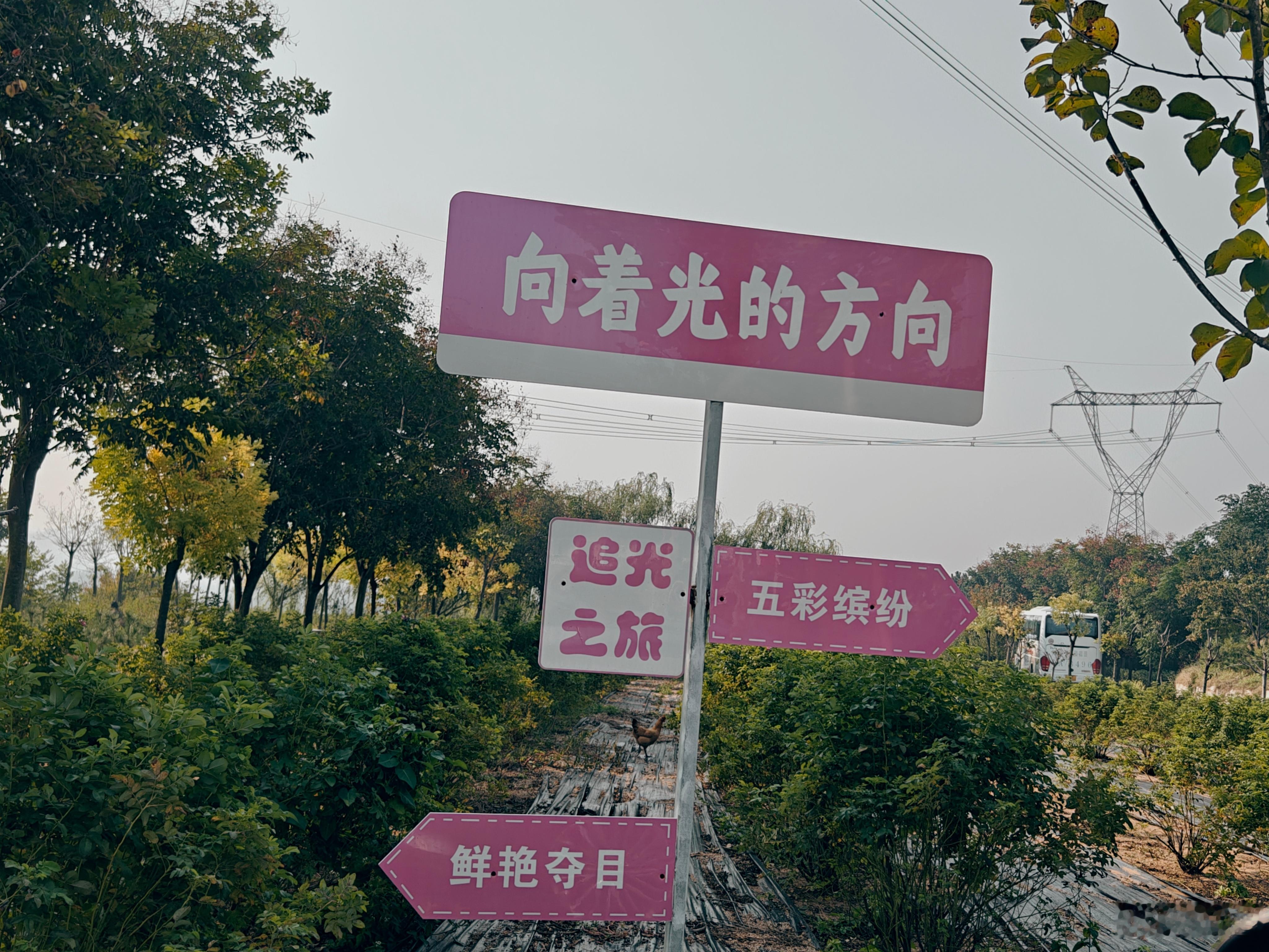 日照五莲山下生态绿茶基地，把茶叶做成了优势品牌的同时，开发茶叶周边产业，玫瑰花茶