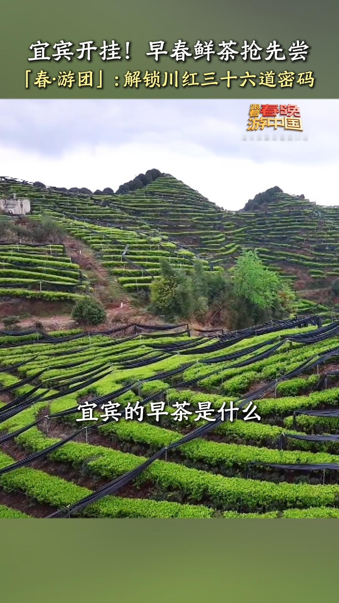 茶里有属于宜宾的时间哲学跟着春晚游中国 太有韵味了！三江汇流孕育出多款特色好茶，
