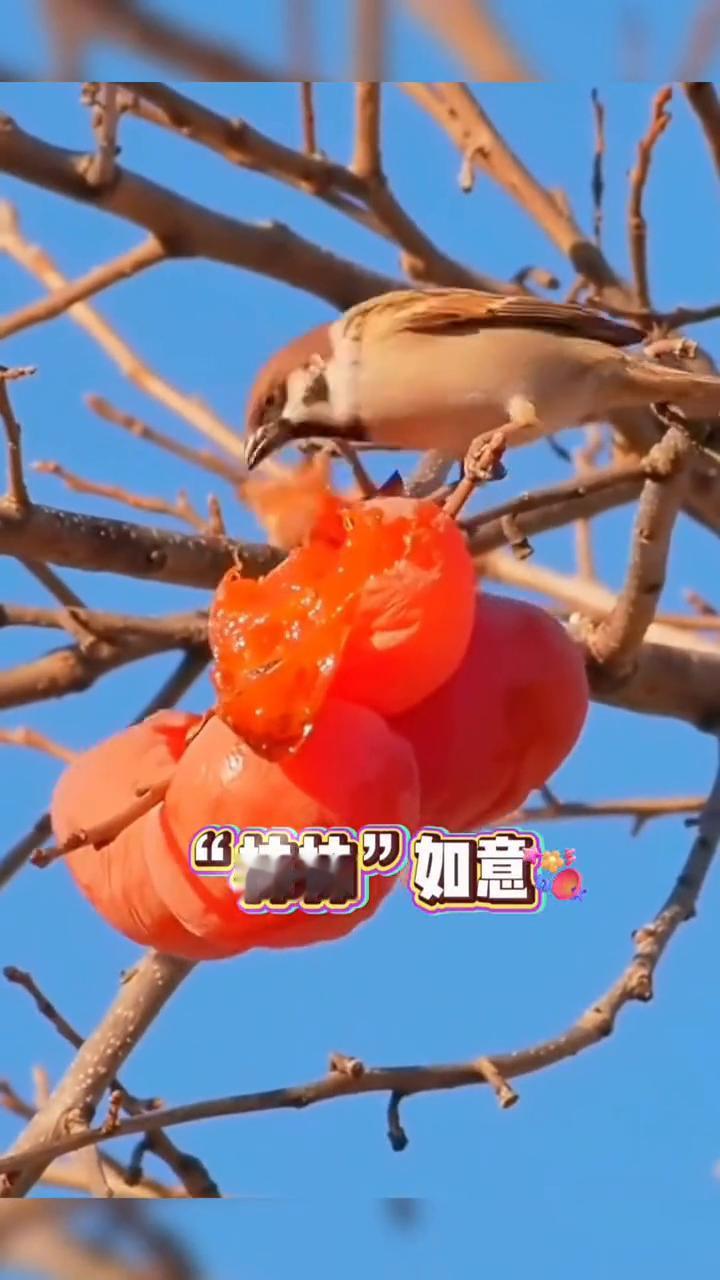 12月第一天送你12个祝福。
鸿运当头，财如泉涌。柿柿如意，福鹿双全。蒸蒸日上，