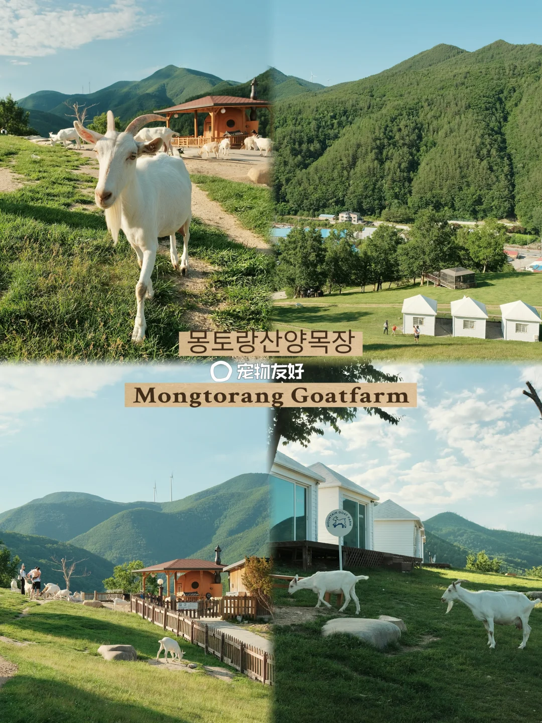 🇰🇷来江原道了｜跟新西兰一样🐑🐐⛰️