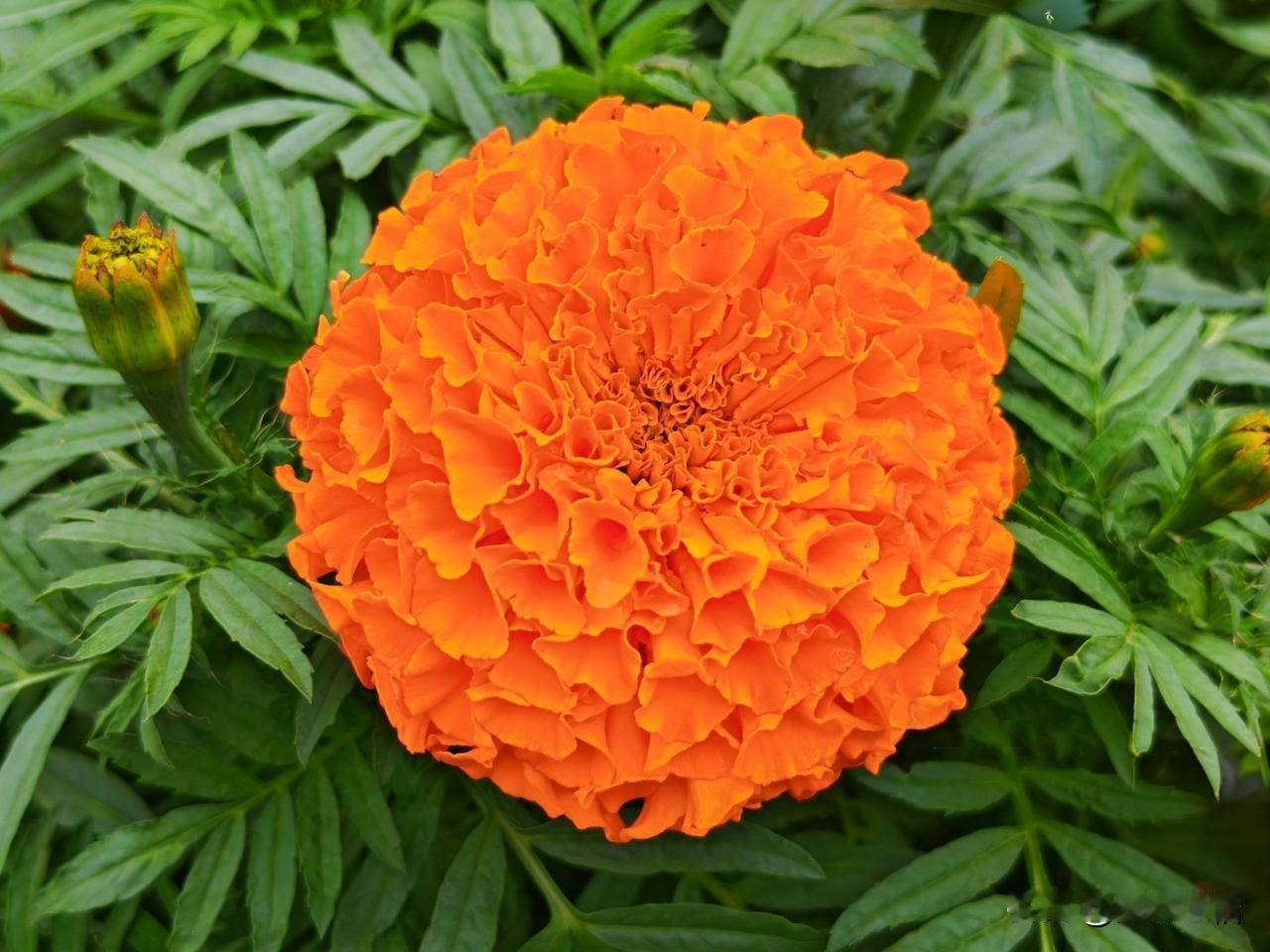 橙艳万寿菊，花开纳祥瑞