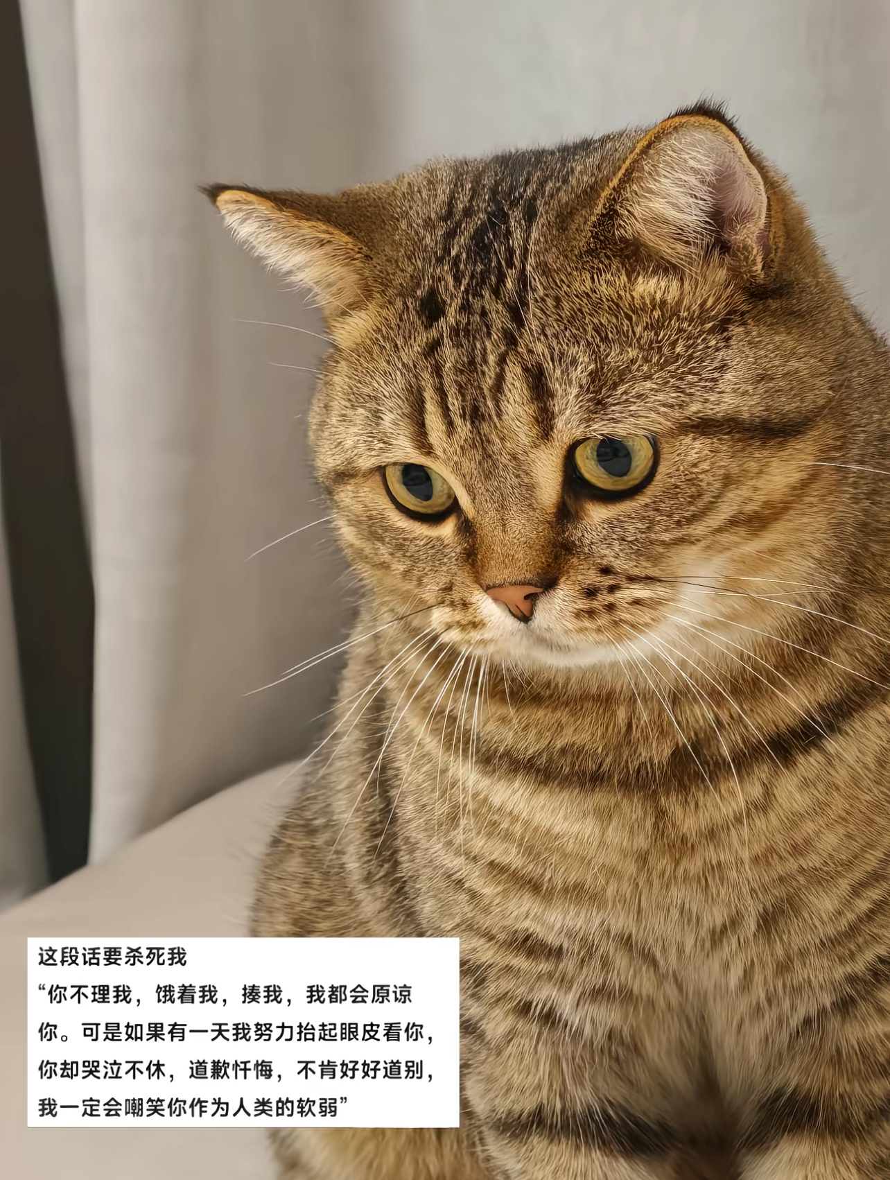 养了小猫就等于埋下了一颗悲伤的种子，真的不敢想那一天