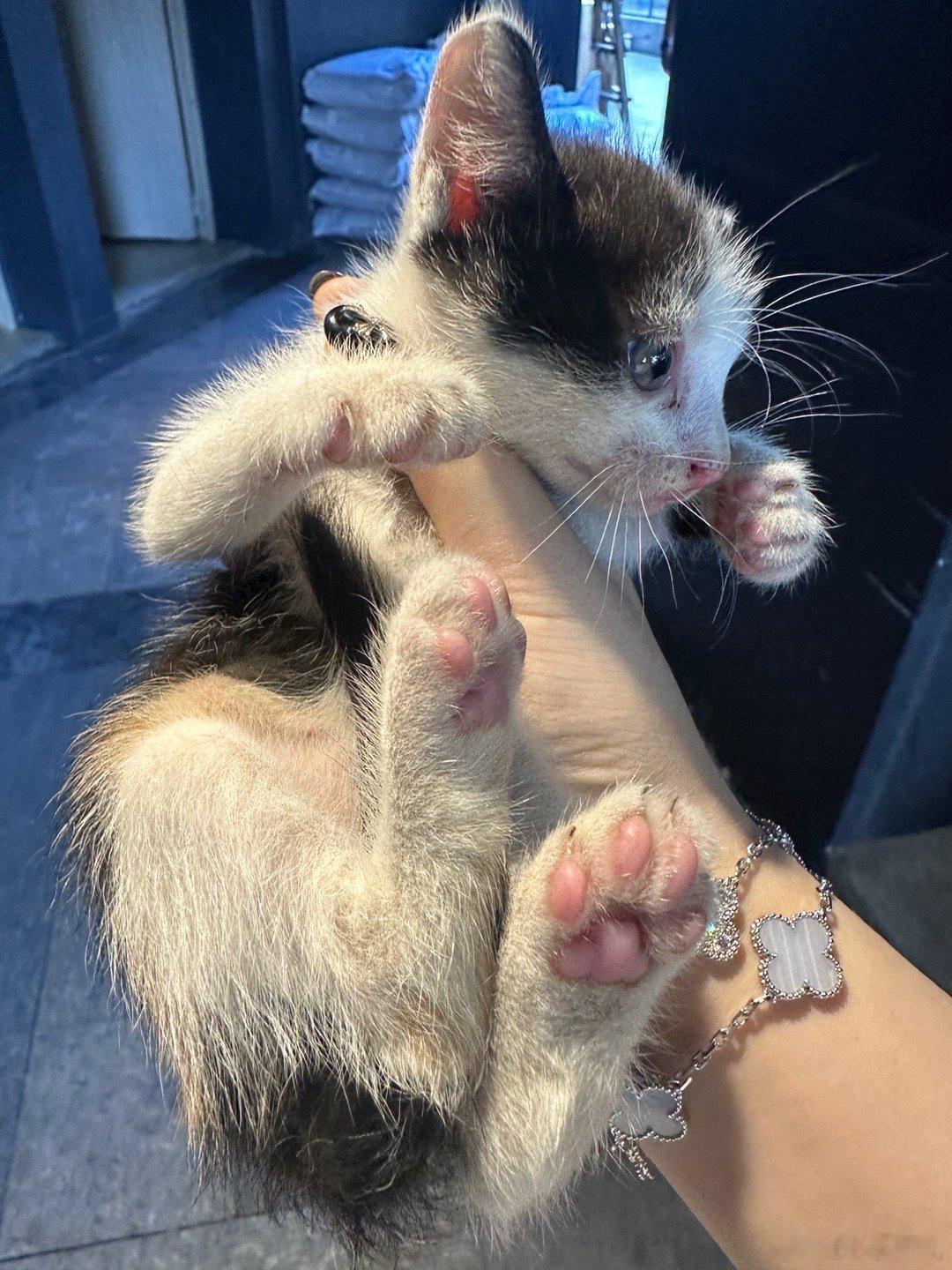 🐱🐱➕1宝宝命真大 差点就在高速路被大卡车撞了 ​​​