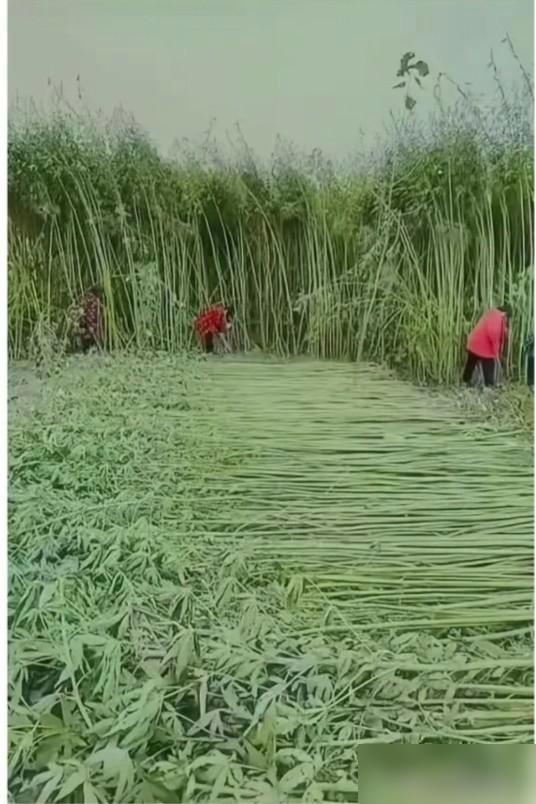 地里正在收这个高秆庄稼，好多人瞅着眼熟，就是叫不出名。

刚翻了下评论区真的笑了