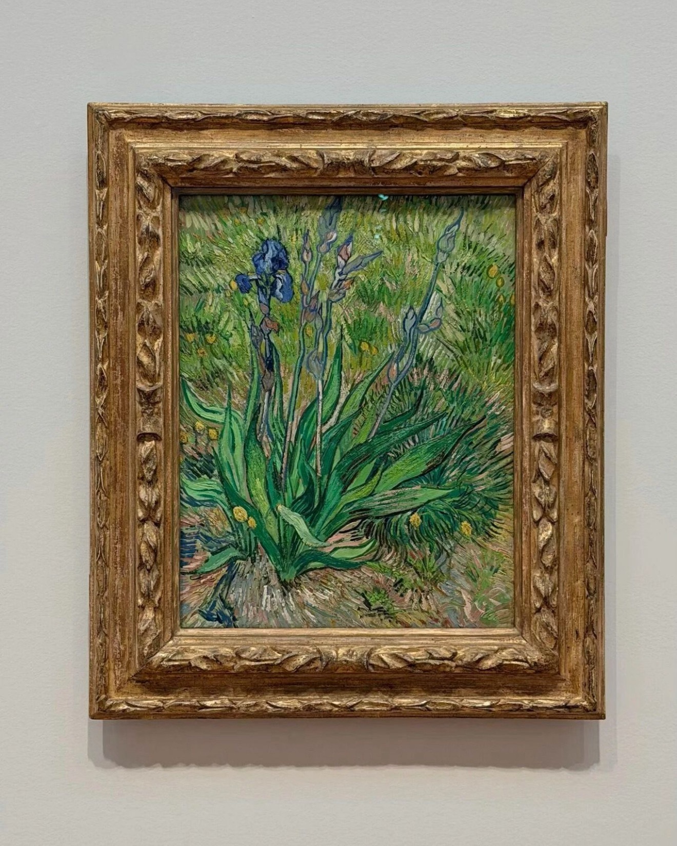 文森特·梵高｜《鸢尾》Iris，1890年这是梵高在圣雷米精神病院花园里画下的鸢