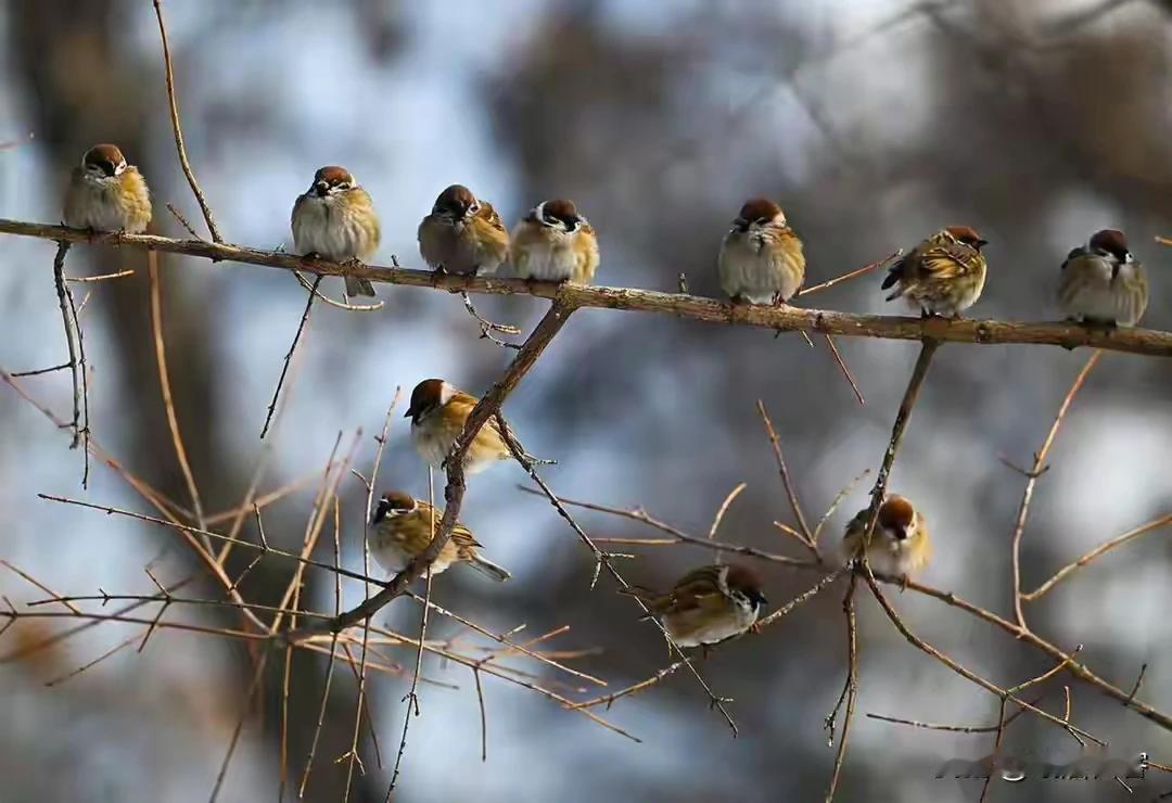 叽叽喳喳小麻雀，
小巧玲珑往飞过。
相此劳燕作坏多，
有时丧生人弹罗！！
🙏?
