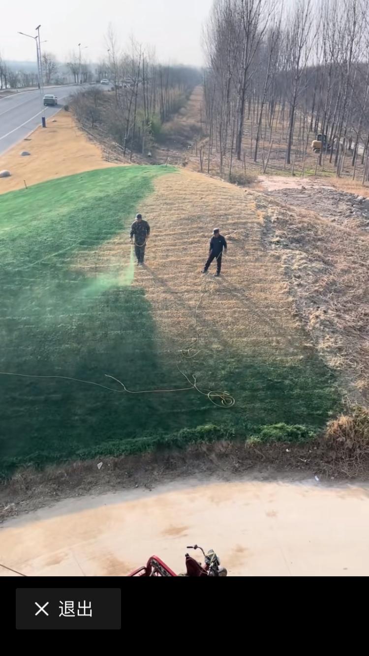 冬天到了，到处一片枯黄，有关部门对枯黄的小草进行了施肥添绿措施，让一片枯黄瞬间变