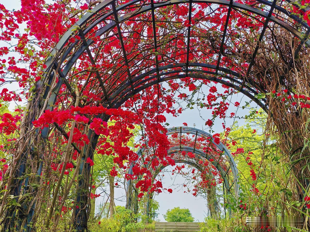 柳州北部生态公园三角梅长廊