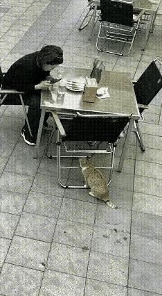 义猫斗恶鹰，勇救主人脱险。