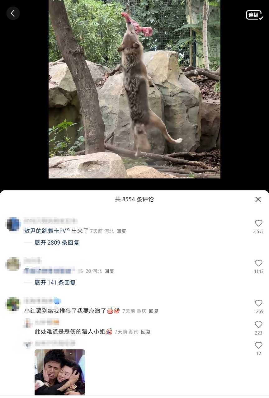 5577全世界倒数第一不爱ky之人原视频只是小狼叼着肉卡上了音乐鼓点