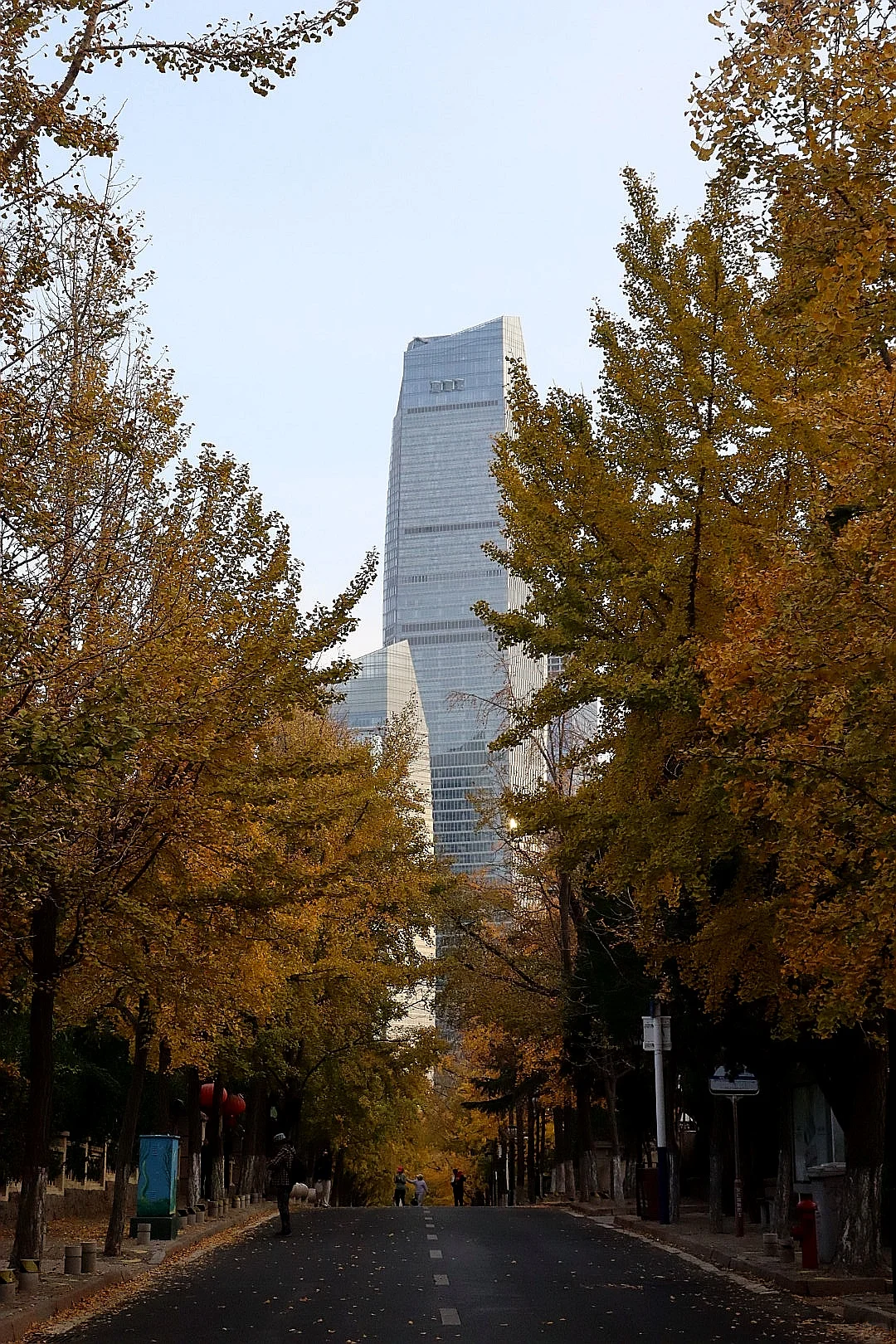 11.9青岛八大关初冬的树叶渐入佳境