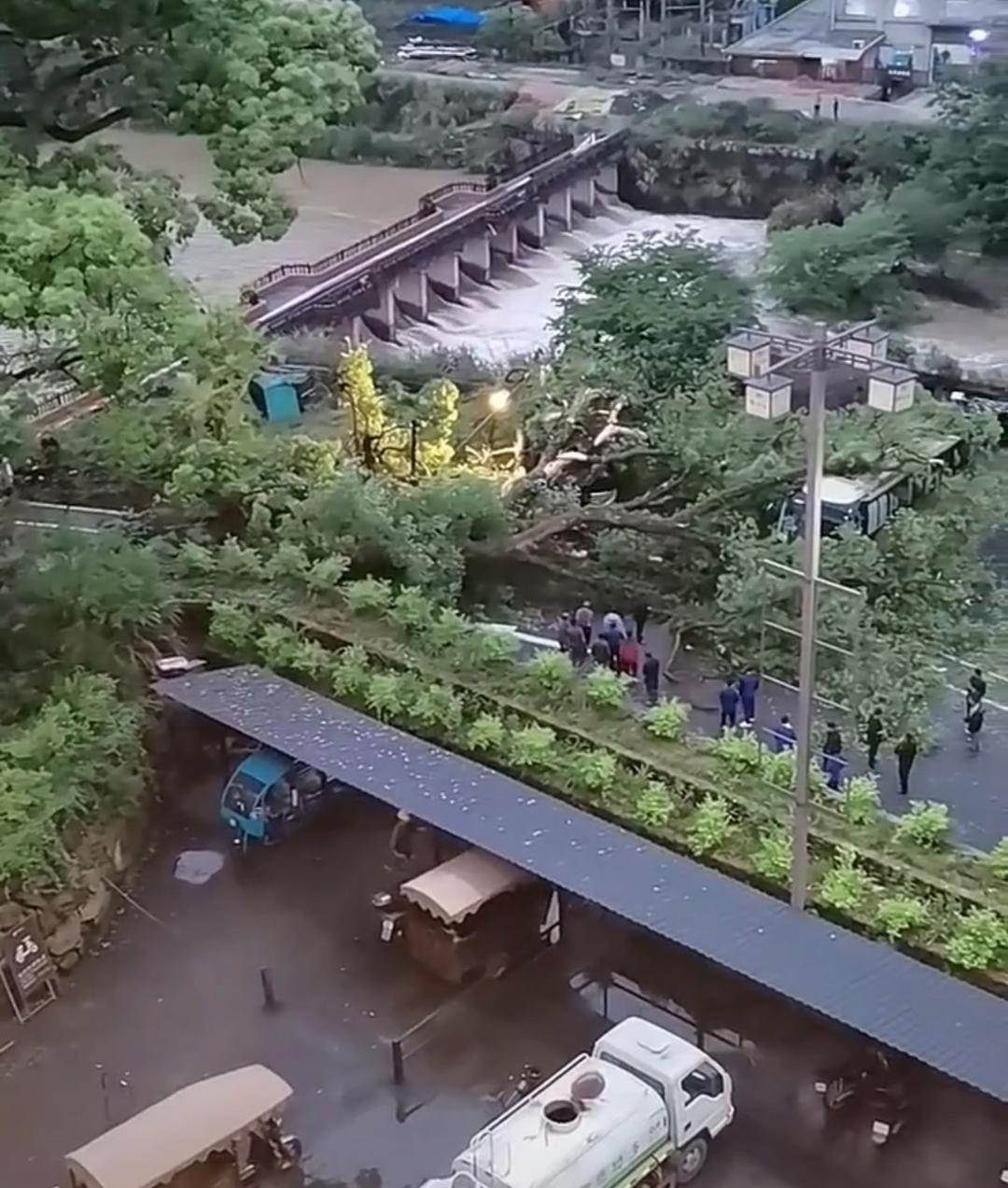 #景区回应古樟树砸中旅游大巴#【景区工作人员回应“古樟树倒伏砸中旅游大巴”：砸中