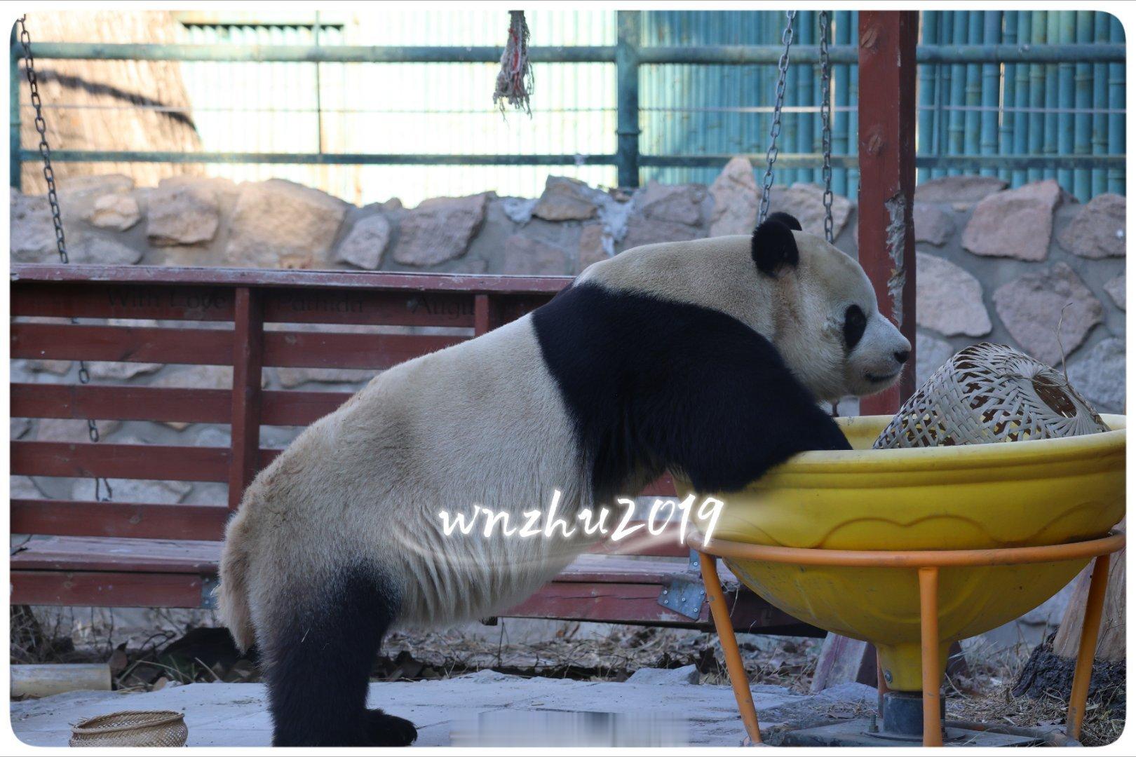 大熊猫胖大海 啤酒饮料矿泉水嘞～，花生瓜子八宝粥～ 
