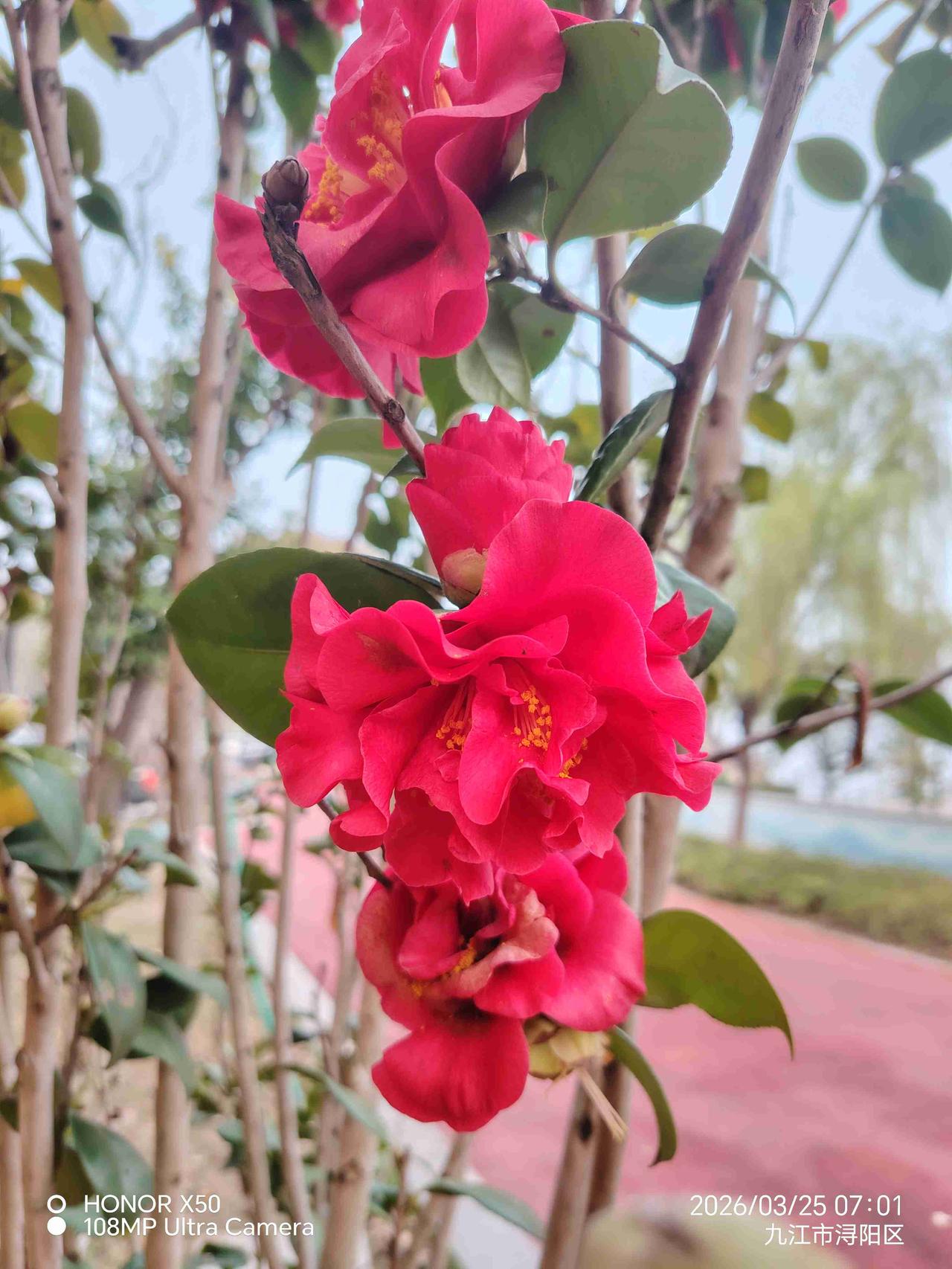 我的今日状态：😁轻松愉快
我这里的天气：🌤️多云3月25日长江岸边晨练赏花