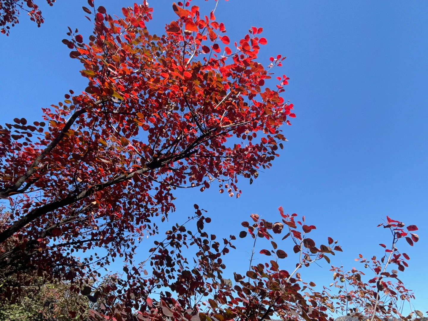房山红叶节坡峰岭一日游