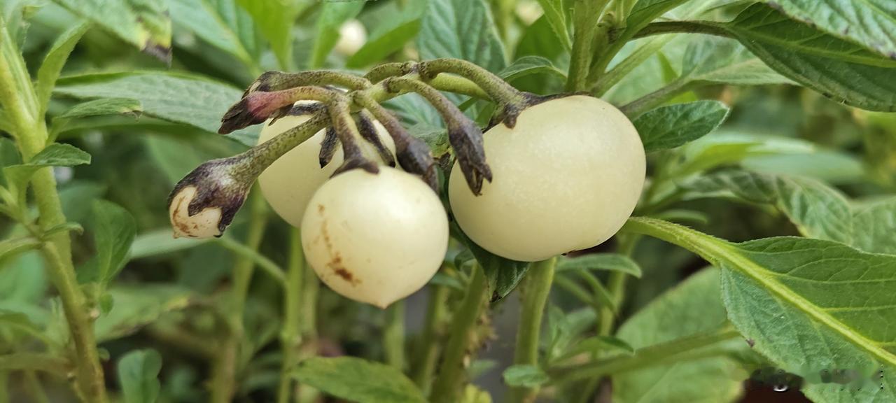 狗咬人被摔死上门挑衅被反杀，狗主人这边有一个头脑冷清的就不会有被反杀的悲剧发生