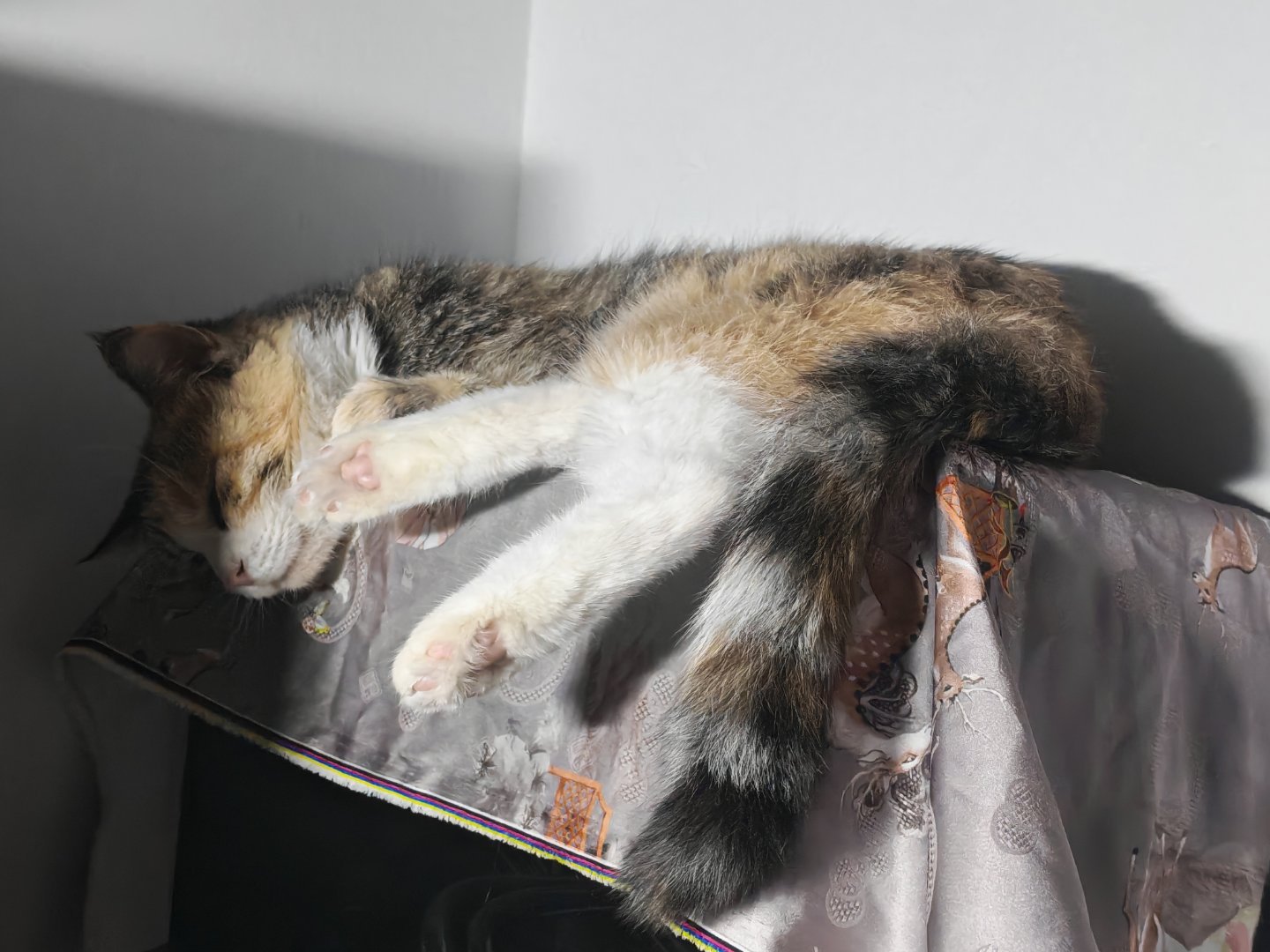 小猫这样睡觉都不会流口水嘛🤔 ​​​