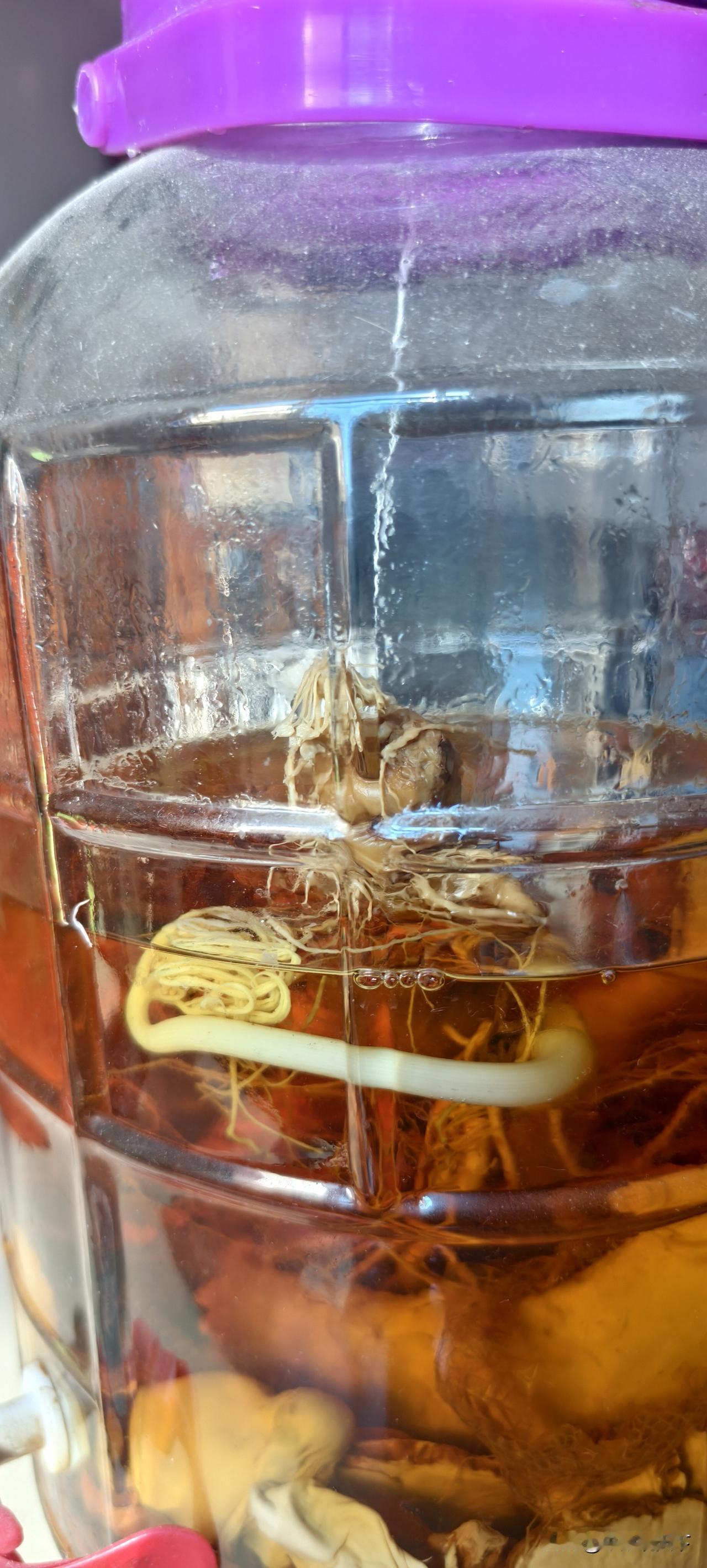 我泡药酒的人参突然长出一根长长的芽。什么情况？
