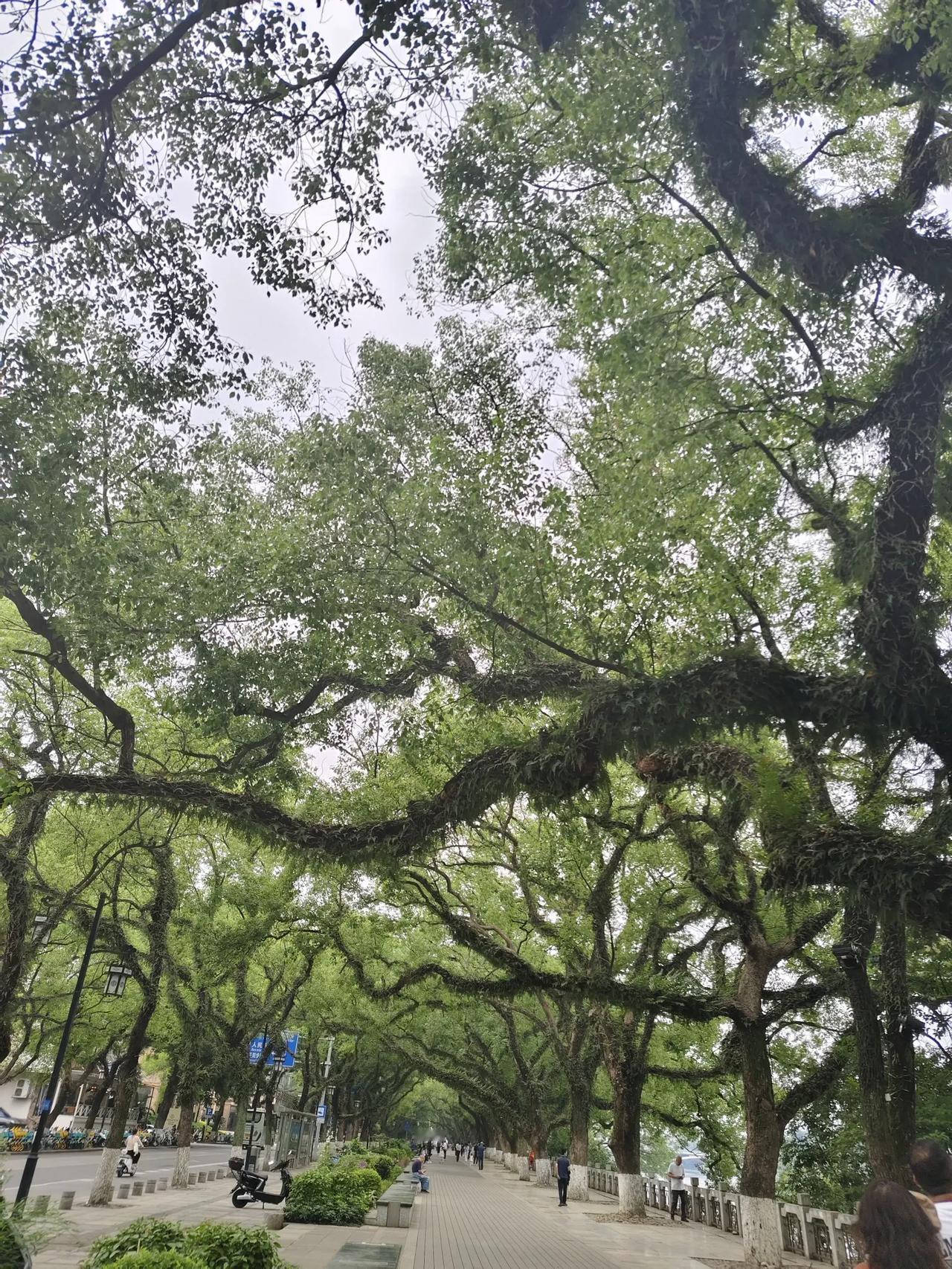 初夏的桂林，滨江路上古树郁郁葱葱。