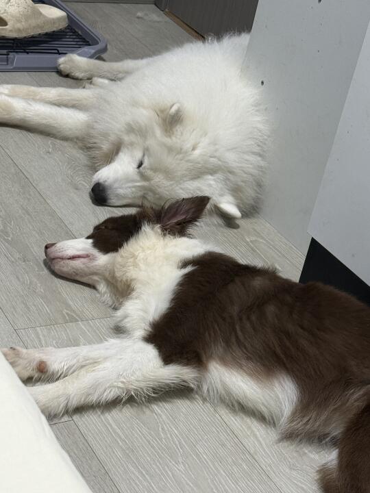 兄妹两难得的和谐时光