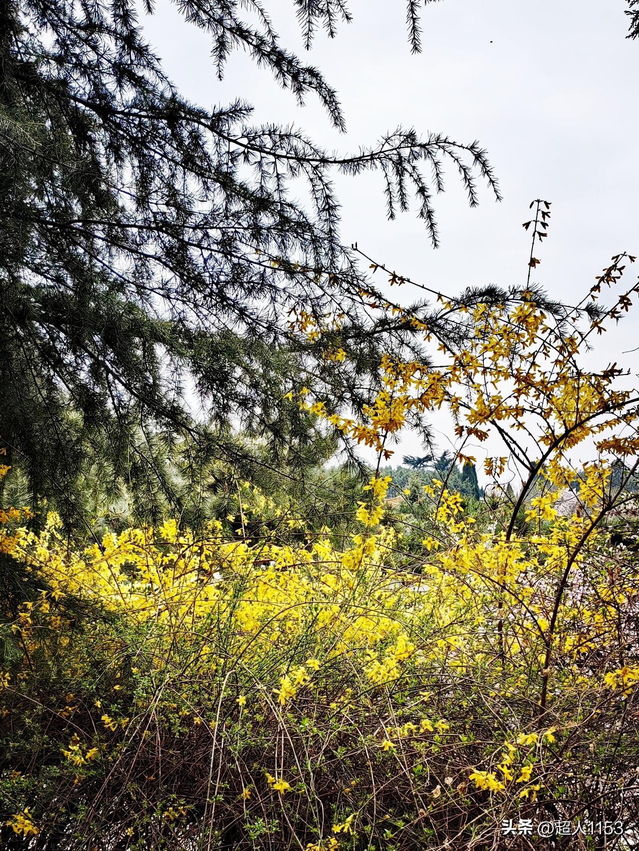 春天的景色很美，
这个世界是五彩缤纷的。

美丽的景色无处不在，
漂亮的花竞相开