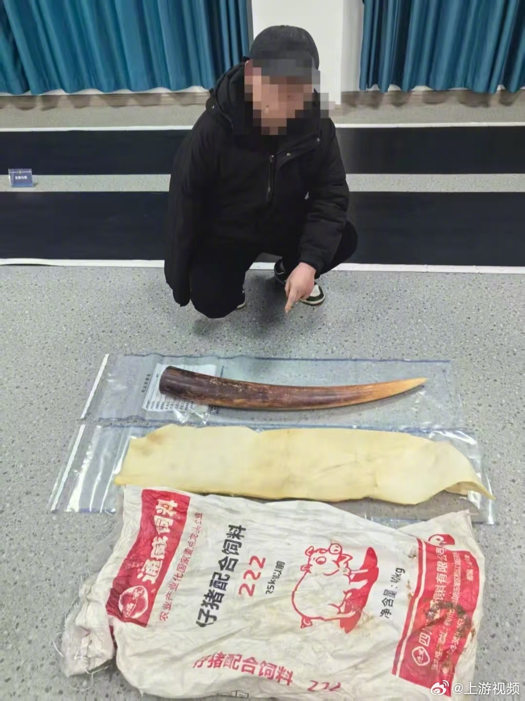 #男子网上兜售象牙被抓#【男子网上兜售象牙被警方抓获 涉案象牙价值约25万元】#