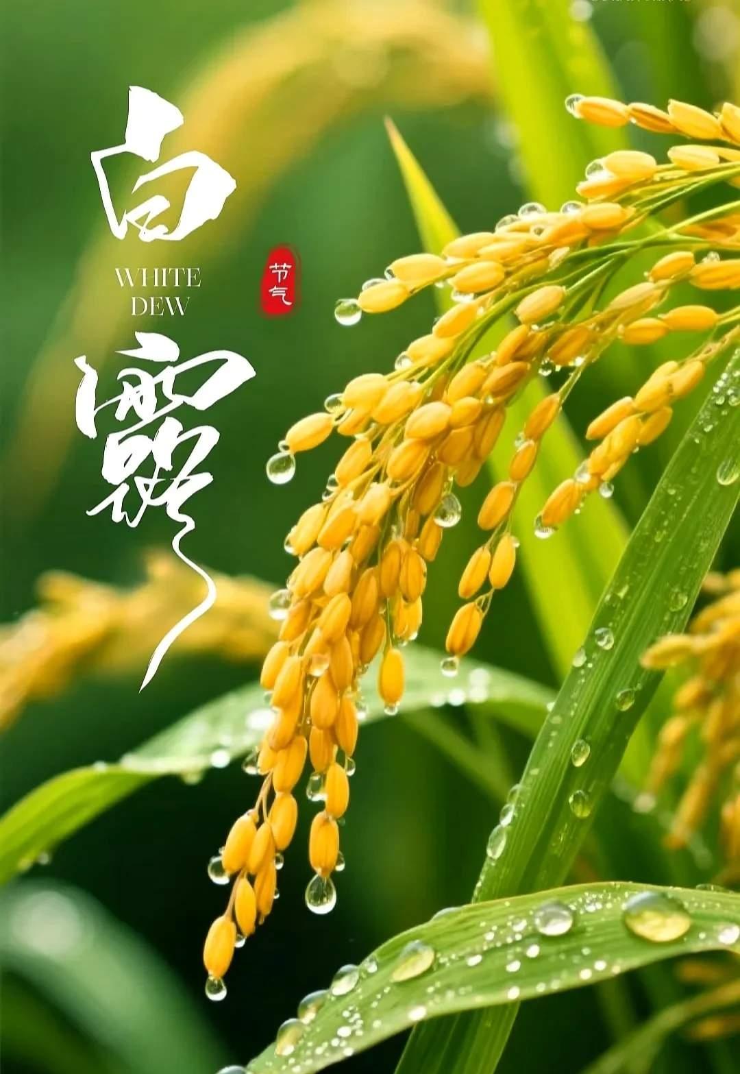 白露是最适合“养身体、收心神”的节气。

白露一过，寒气渐生。白露至，秋意浓！不