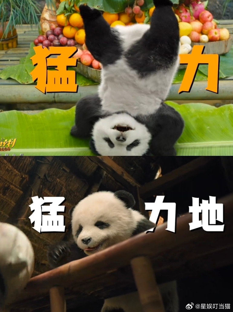 谁来给马丽安个熊猫防沉迷想和马丽族长申请同款岗位，每天的工作就是照顾胡胡，这日子