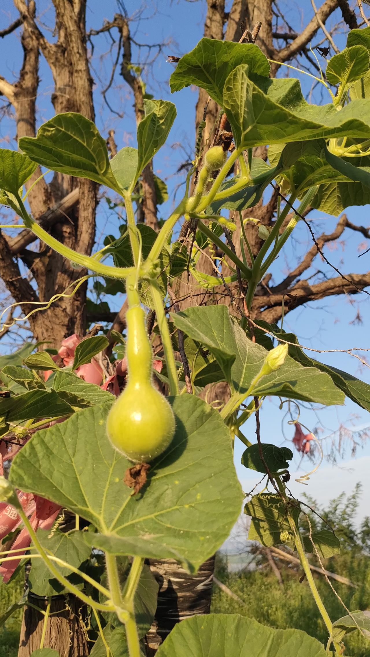 韩城方言中将出嫁闺女回娘家称为熬馍家。熬在语境中一般是处于不舒服的环境，如煎熬，