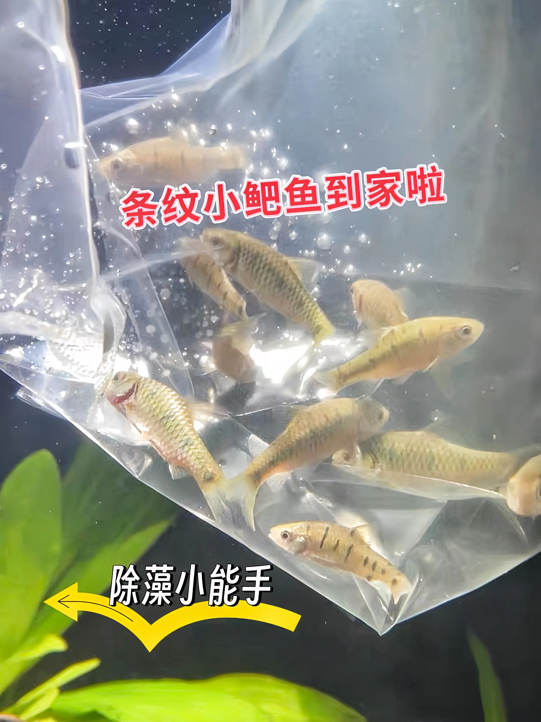 条纹小鲃活泼好动，穿梭于水草间的身影灵动俏皮，瞬间打破空间沉闷。不仅颜...