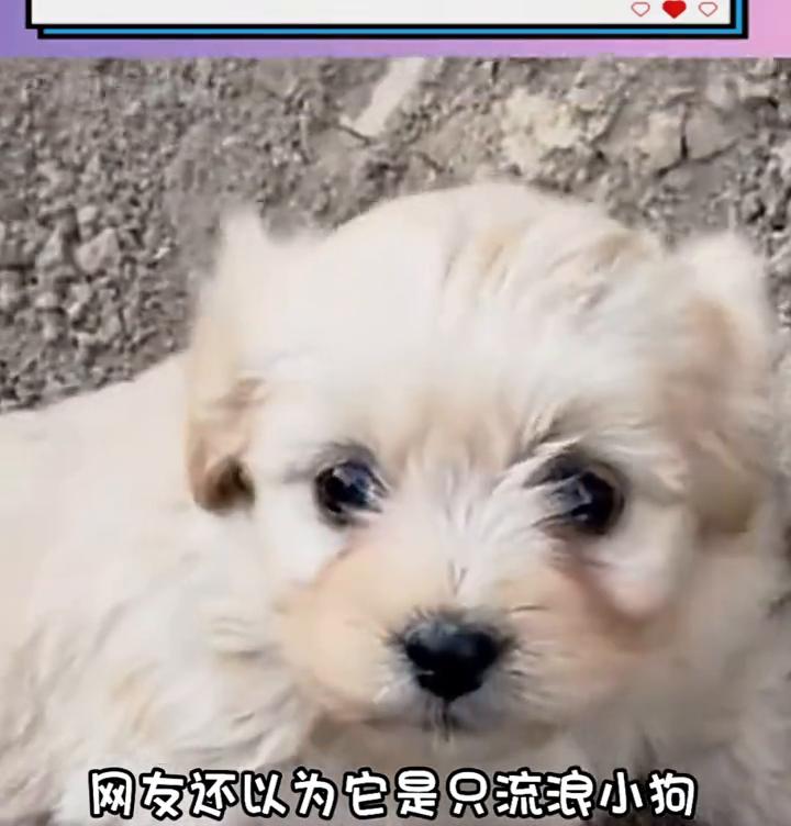 凑近一看是只可爱小狗。
而小狗见到陌生人摇起了尾巴，网友还以为它是只流浪小狗，直