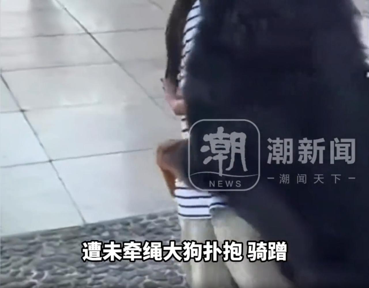 太过分！云南玉溪，宝妈带着8岁的女孩在公园散步，突然一条没牵绳的大狗扑到女孩身上