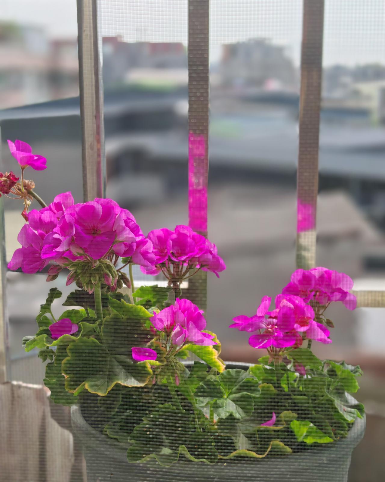 在头条分享这些年，总有人因为我戒断安眠药的经历来关注我——2006年5月，我开始