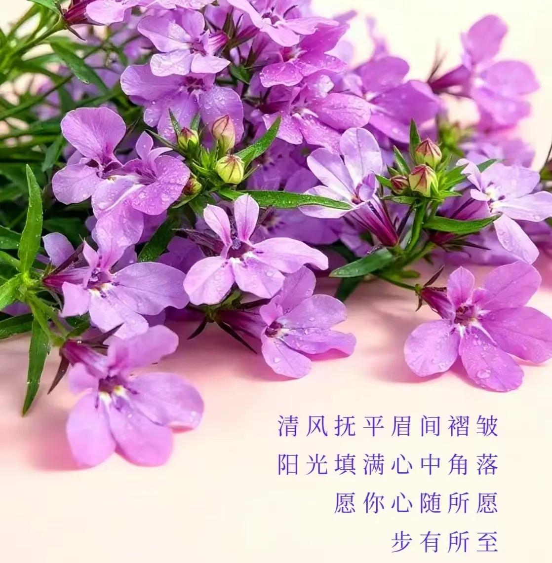 健康小常识：桂枝与肉桂同出樟科肉桂树，是中医常用的温热药材，二者同源却异效，药用
