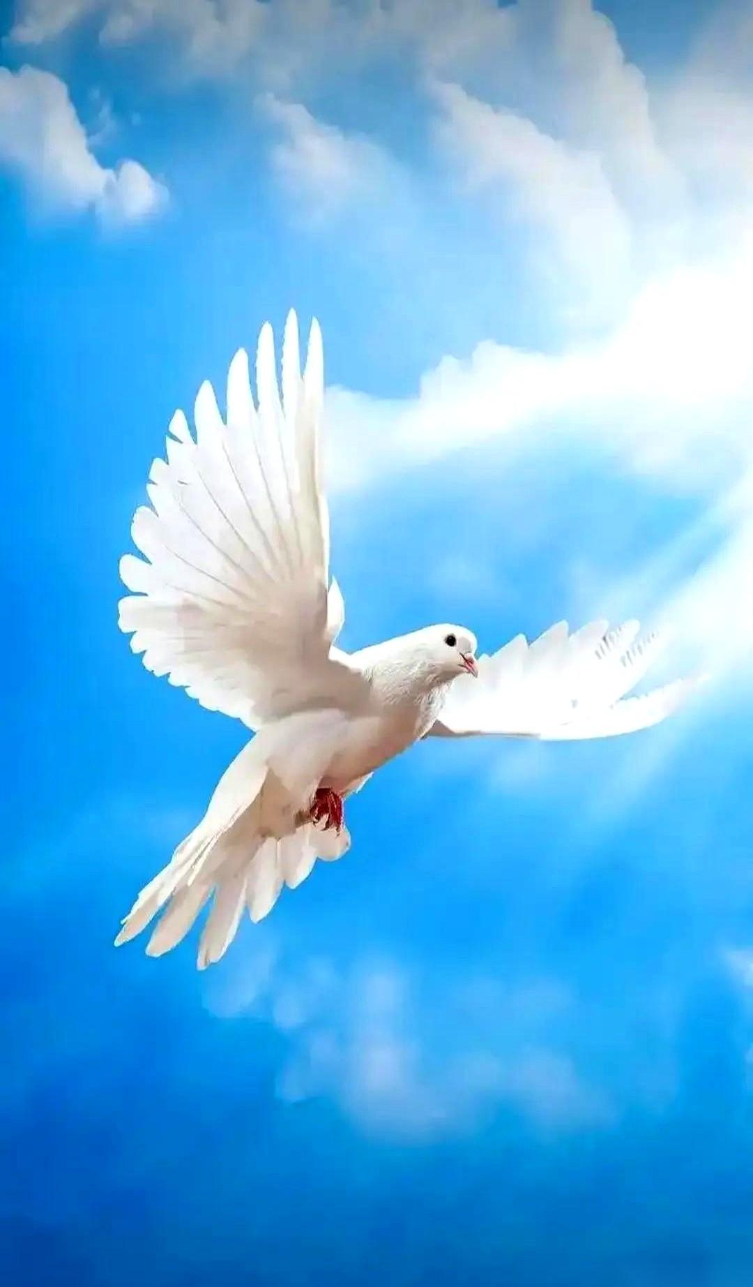 把钱递过去，求对方暂时别动手。
这不叫和平，这叫交保护费。
而且是按时按点，一分