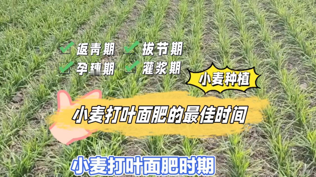 ✨小麦打叶面肥的时期，应根据生长阶段和需求确定。

1️⃣返青期：
春季气温回升