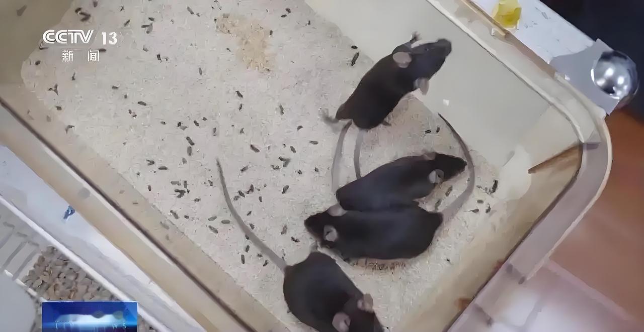 谁懂啊！中国空间站的“萌系航天员”来了，4只小鼠逆袭成太空先锋，名字等你来定！