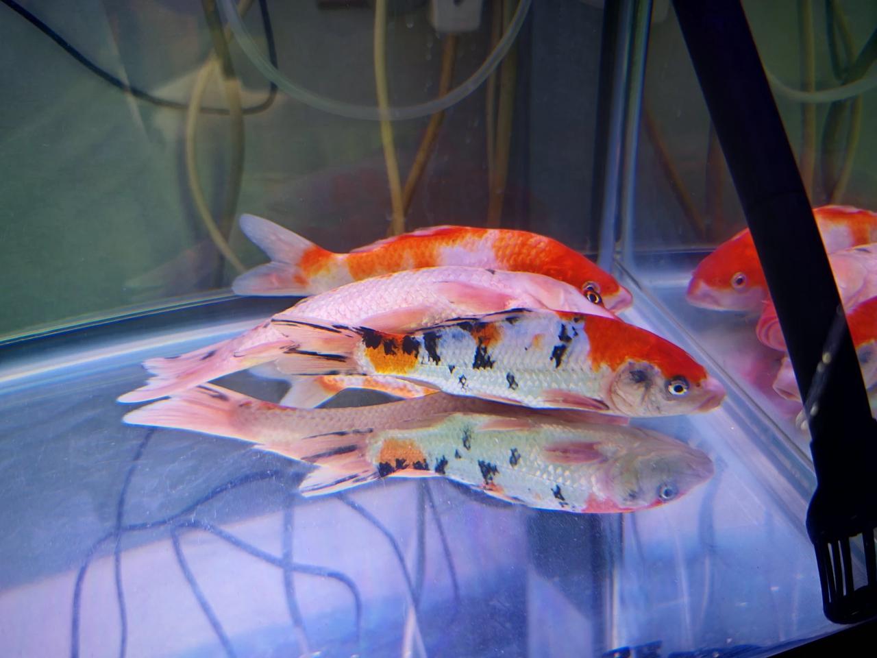 锦鲤可真不好养，之前没太注意问题，陆续都换了几条，什么盐、VC、葡糖糖等等都用过