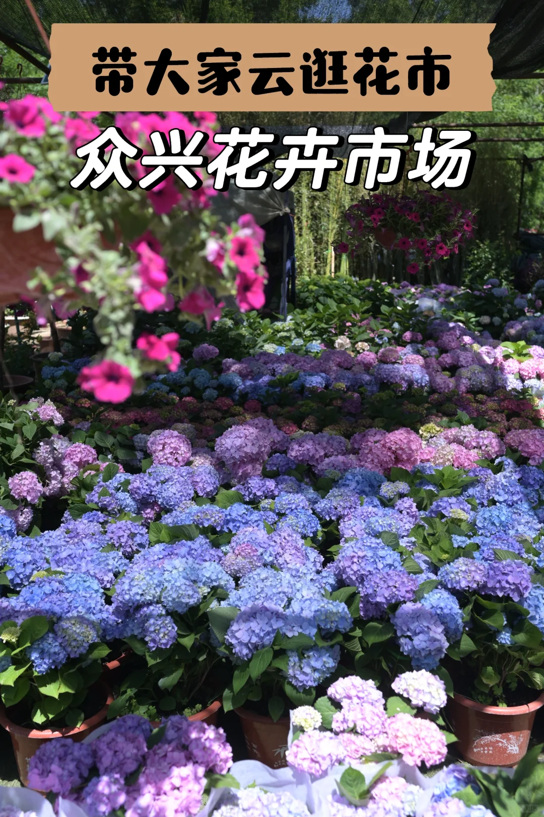 买了一车花，才花200多，抠搜逛花市的快乐