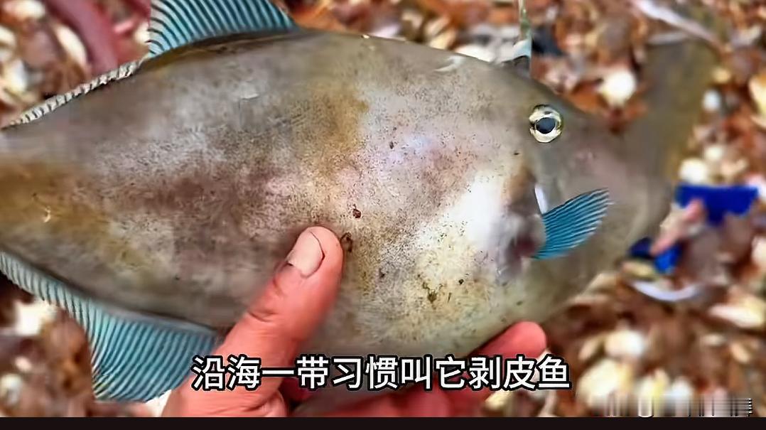 一方水土养一方人，但沿海地区的人万万没想到，一种叫“耗儿鱼”的海鱼，成为川渝人最