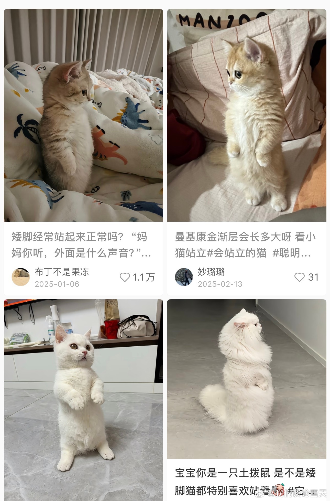 谁说黄要亲是矮脚猫的我笑不行了 