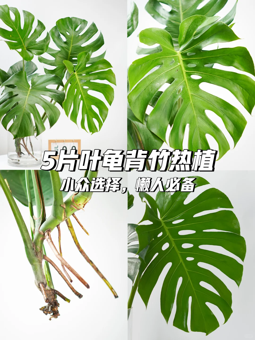 🌟网红龟背竹，水培美植推荐🌿