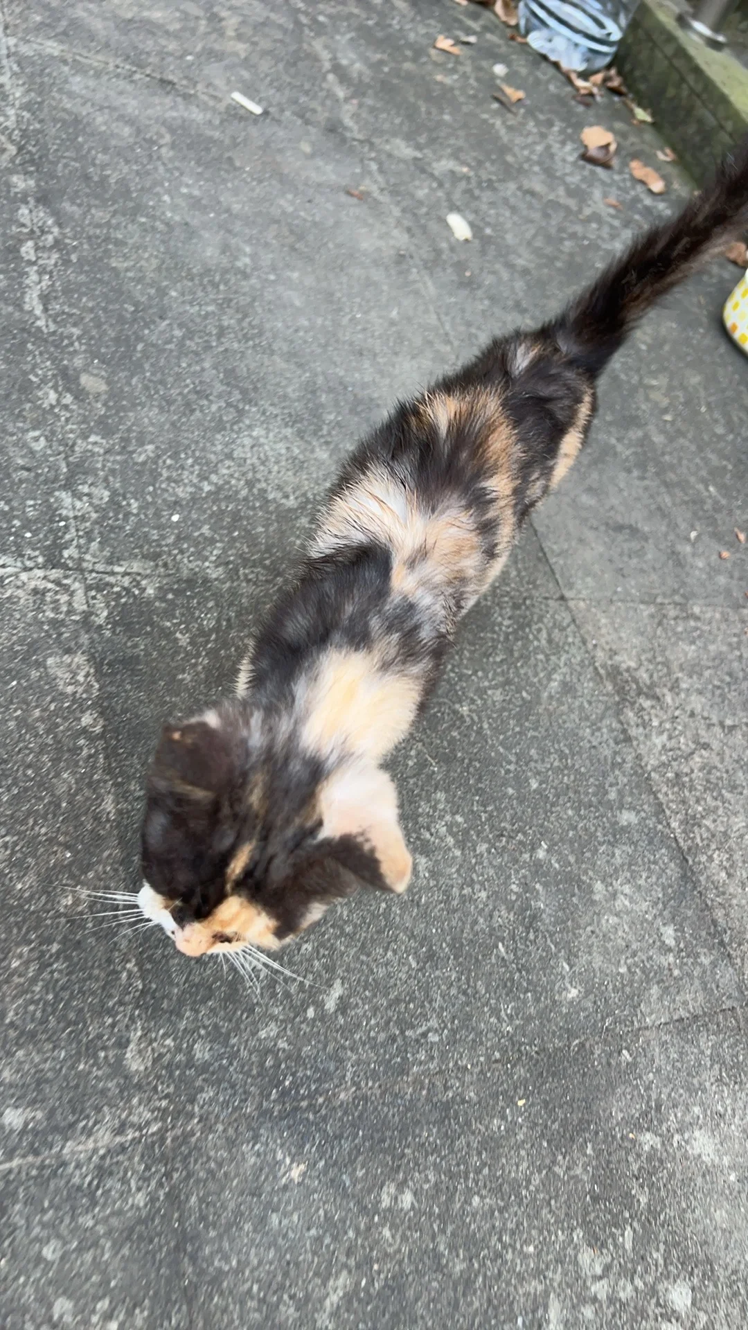 有人喜欢玳瑁不 流浪猫