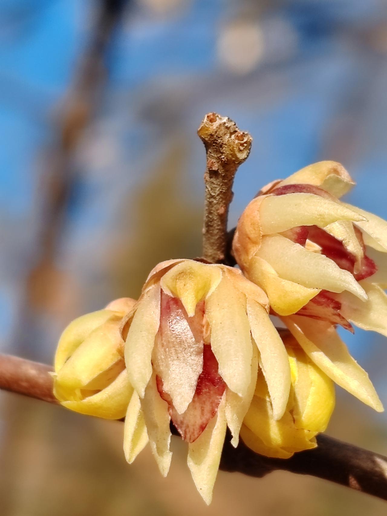 晒图笔记大赛腊月的梅花也可能是花园里最美的。