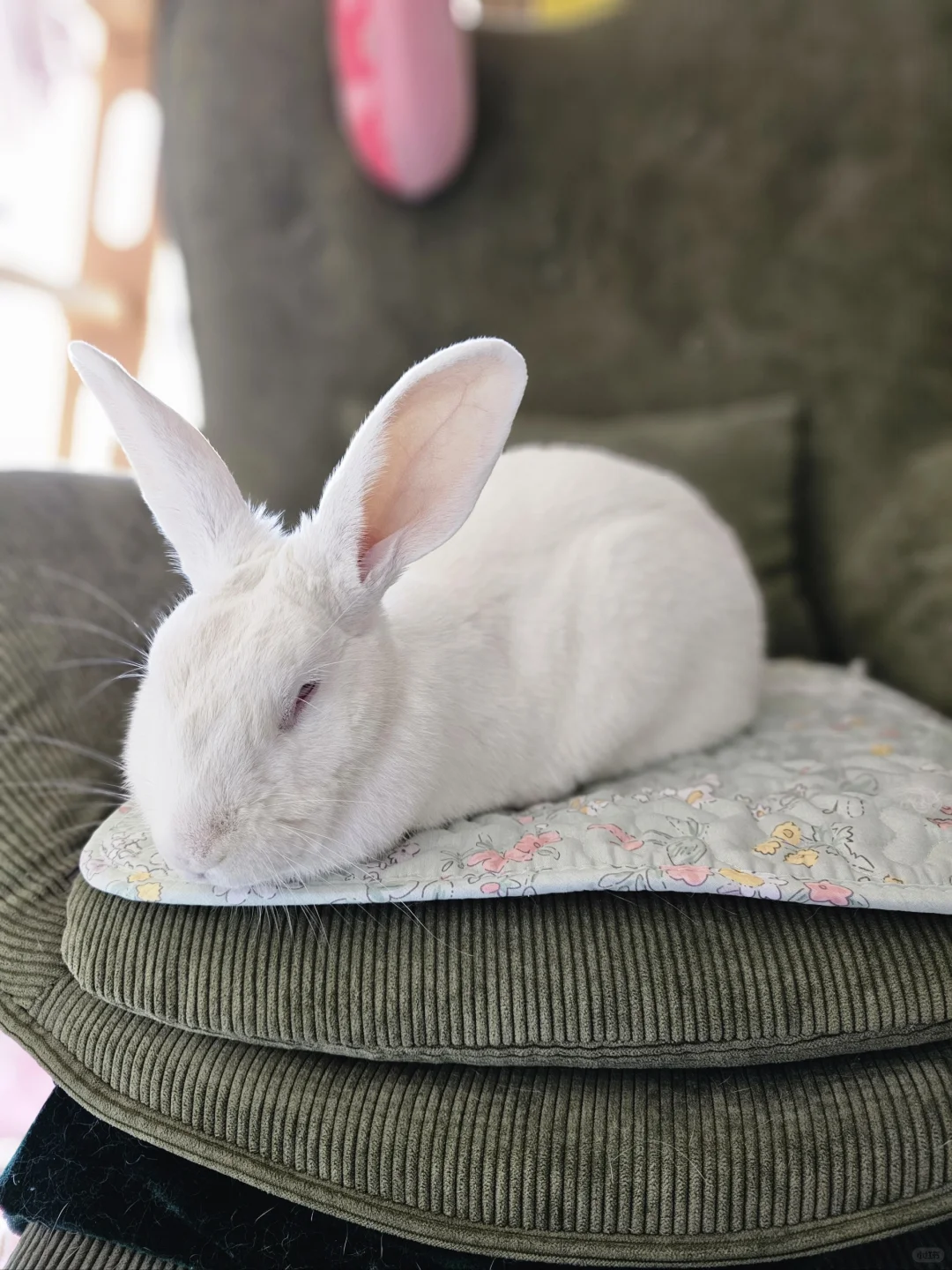 兔の专属沙发位
